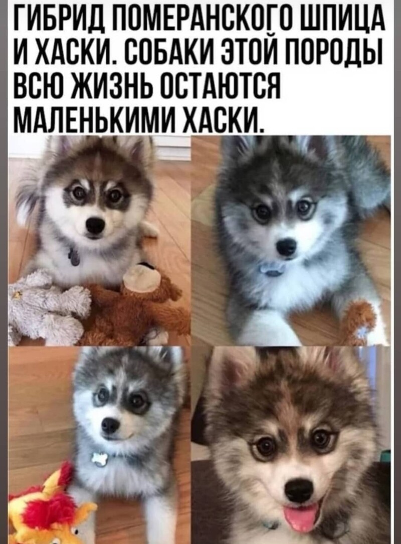 Калейдоскоп политической сатиры и позитива на злободневные темы