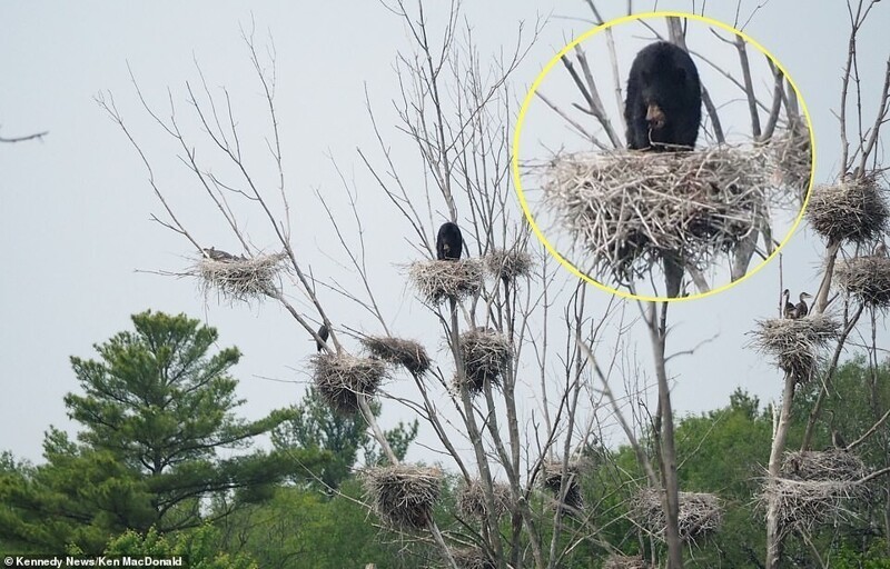 "Это мое": медведь оккупировал птичье гнездо 