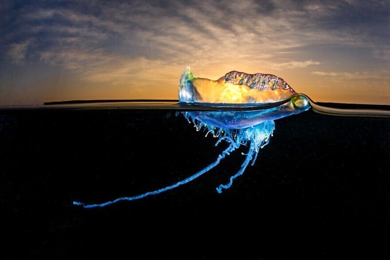 Медуза "португальский кораблик", Grant Thomas