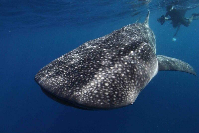 Пятна каждой китовой акулы уникальны, как отпечаток пальца