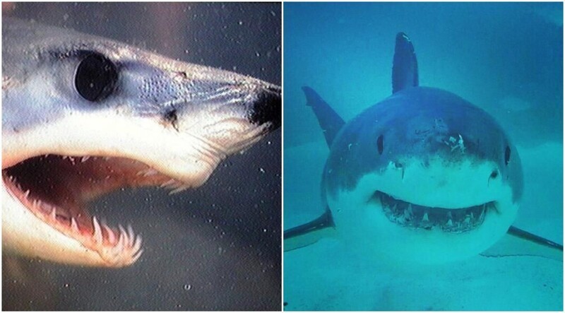 12 фактов об акулах, которые откроют для вас что-то новое