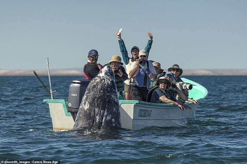Смешной момент: кит обхитрил туристов и появился прямо у них за спиной