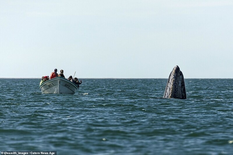 Смешной момент: кит обхитрил туристов и появился прямо у них за спиной