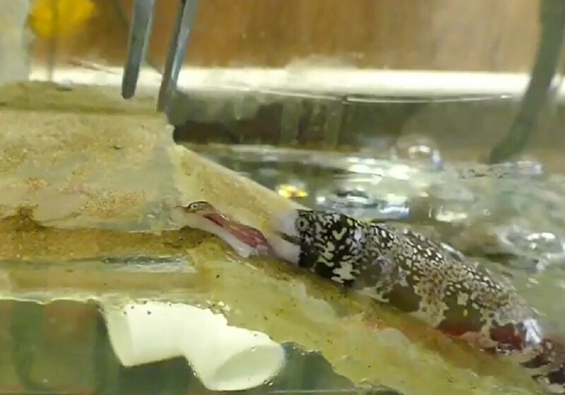Ученые назвали первую рыбу, которая может питаться на суше