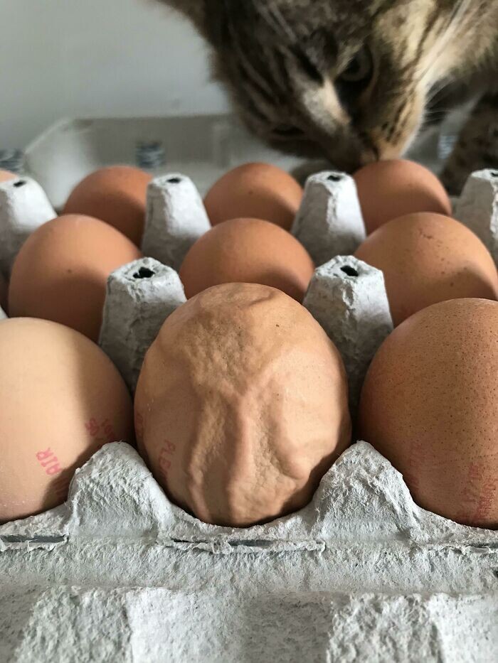 "Морщинистое" яйцо