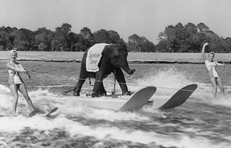 Слоны умеют веселиться. Просто спросите об этом Куини (около 1950).
