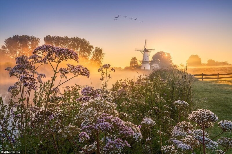 Весенние голландские пейзажи от Альберта Дроса