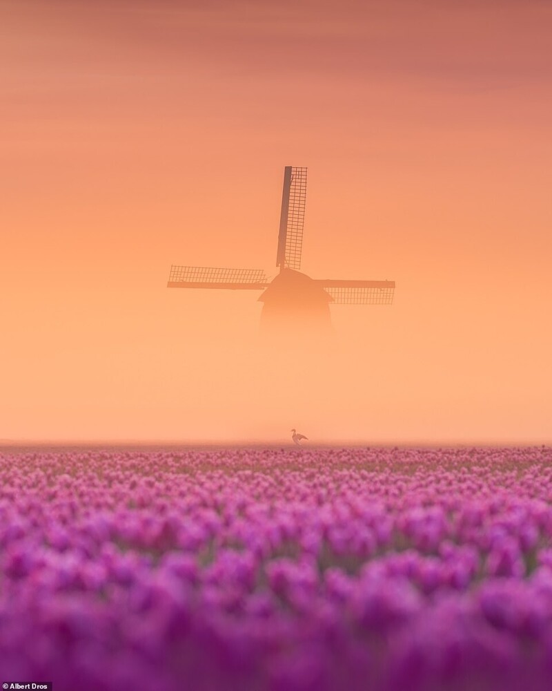 Весенние голландские пейзажи от Альберта Дроса