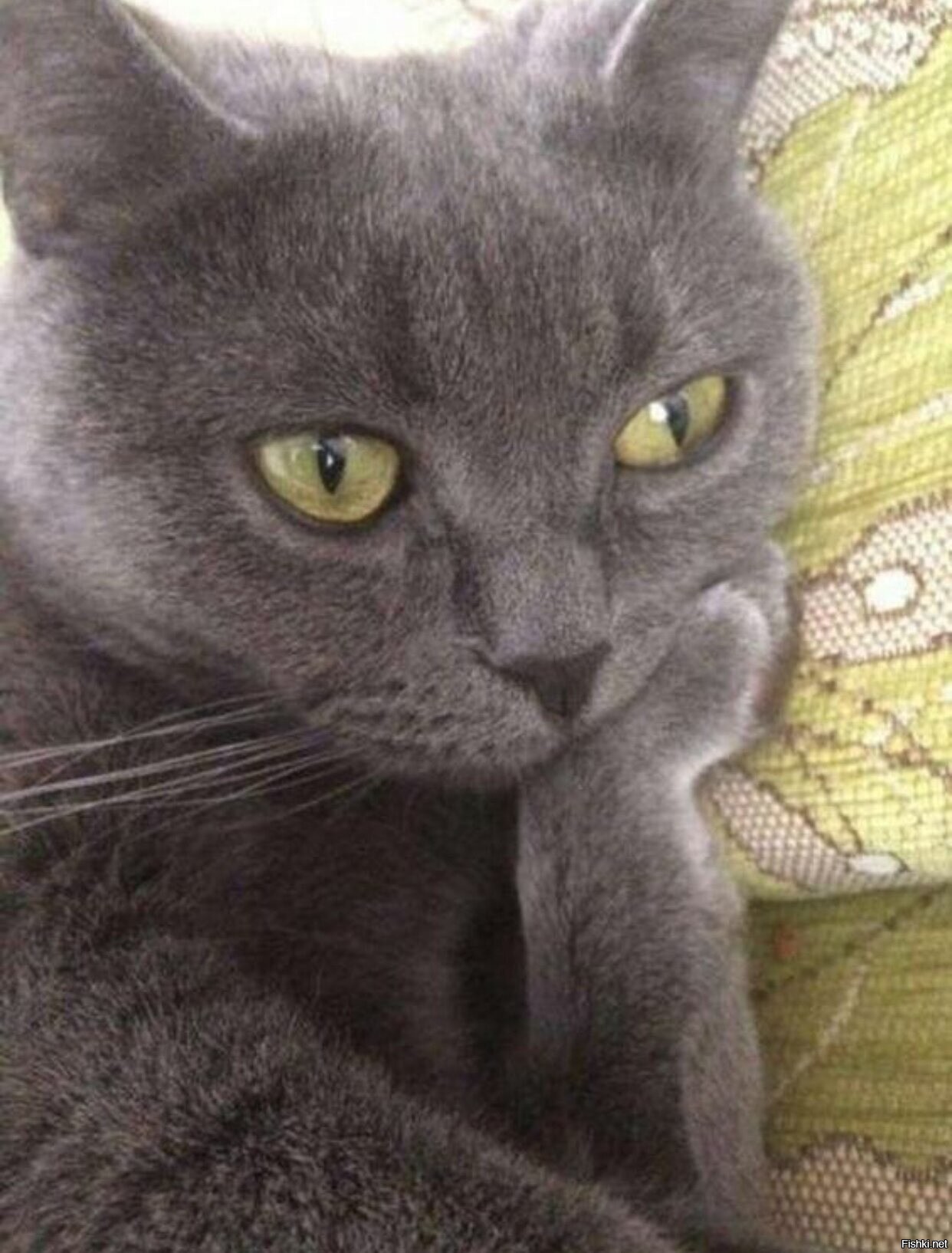 Кот думает. Кот задумчивый. Котик задумался. Серая кошка смешная.