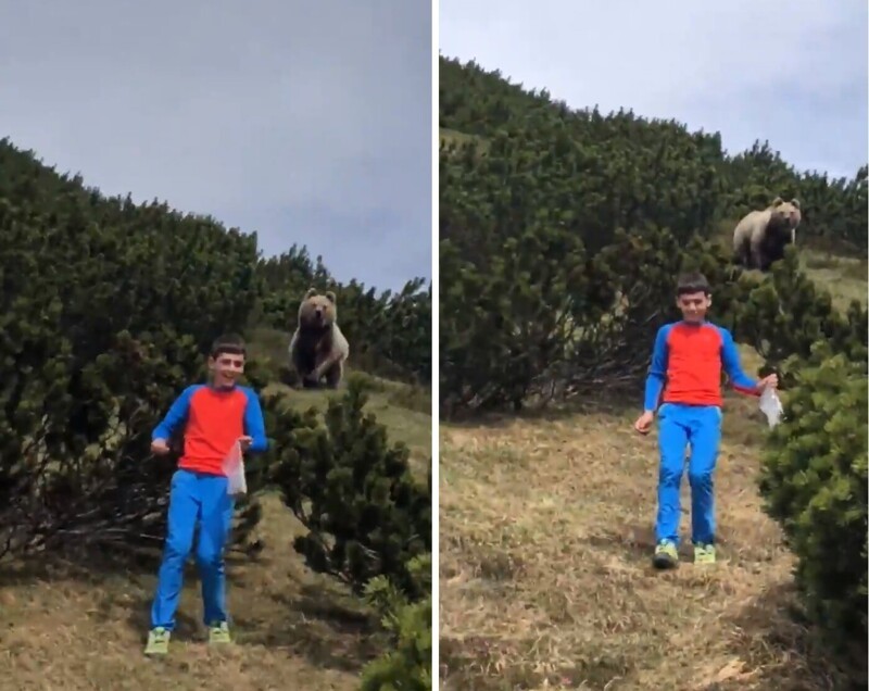 12-летний мальчик встретил в лесу медведя и именно эта верная реакция спасла ему жизнь