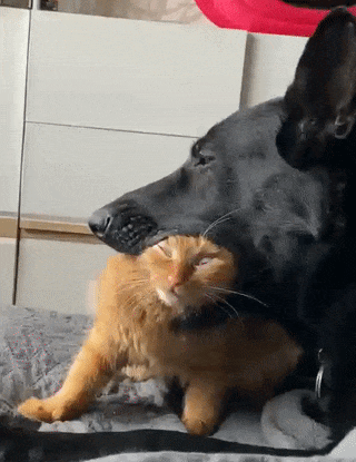 Так можно и без головы остаться