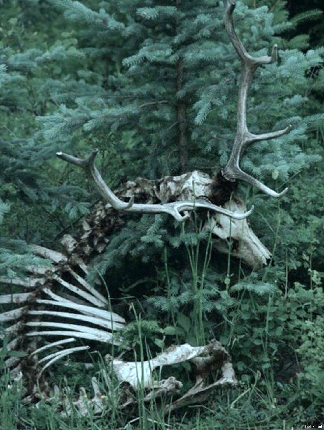 дерево рода фото живых рядом с мертвыми