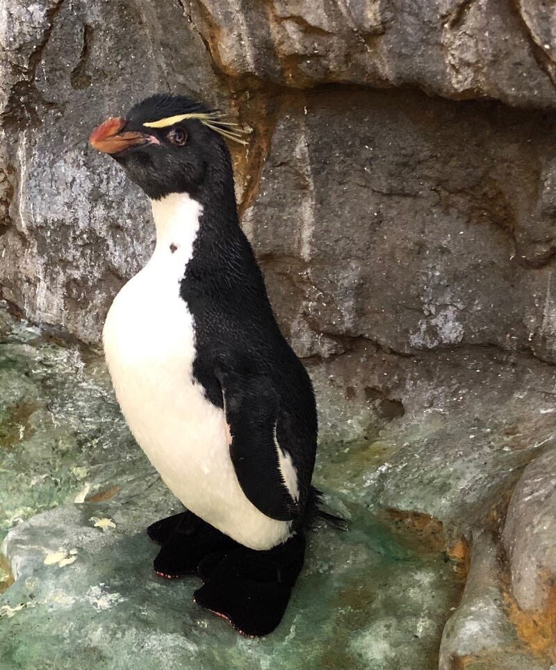 Работники зоопарка сделали обувь пингвину, чтобы облегчить ему жизнь