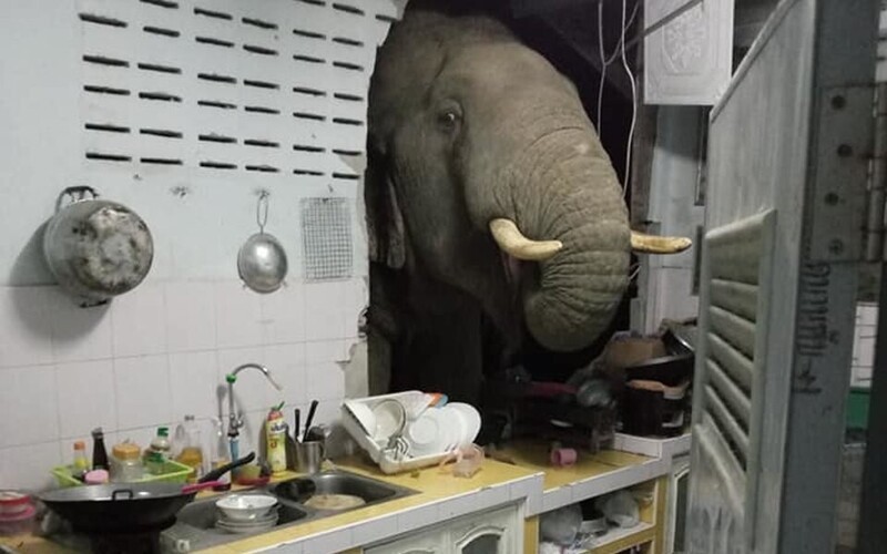 Голодный слон в Таиланде учуял запах еды и сломал стену дома