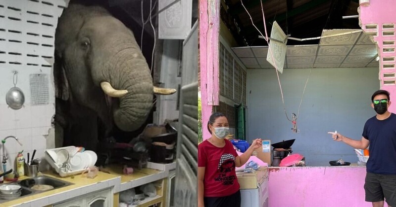 Голодный слон в Таиланде учуял запах еды и сломал стену дома