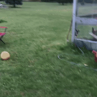 Курицы играют в футбол