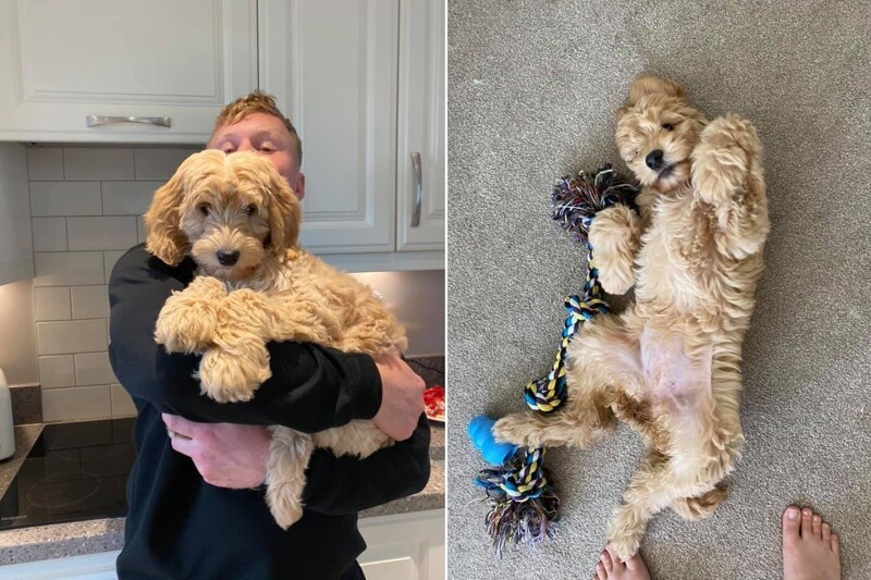 Девушка купила щенка о котором мечтала всю жизнь,но спустя 6 месяцев такого сюрприза никто не ожидал