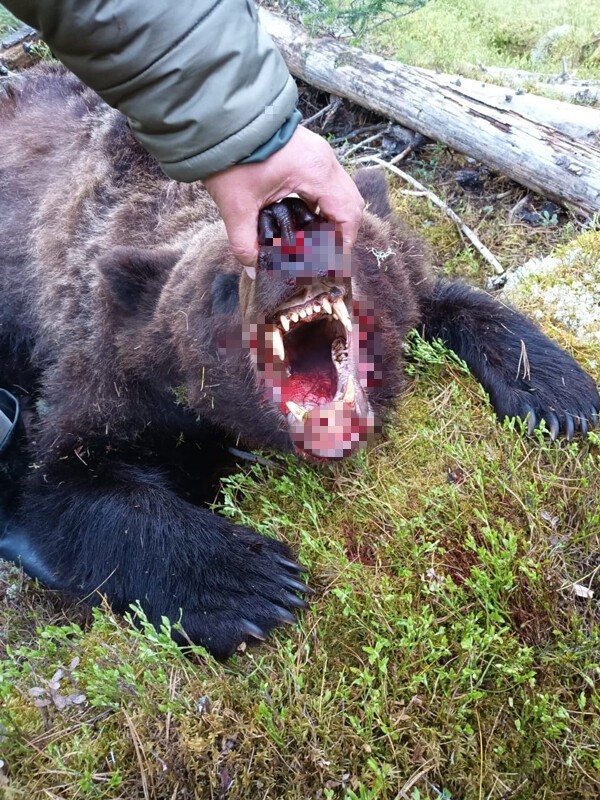Убитый медведь-людоед