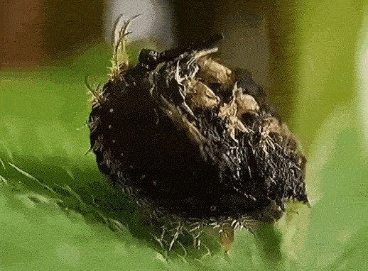 Золотой черепаховый жук: Жуёт листья психоделической лианы, строит щит из отходов и управляет своим