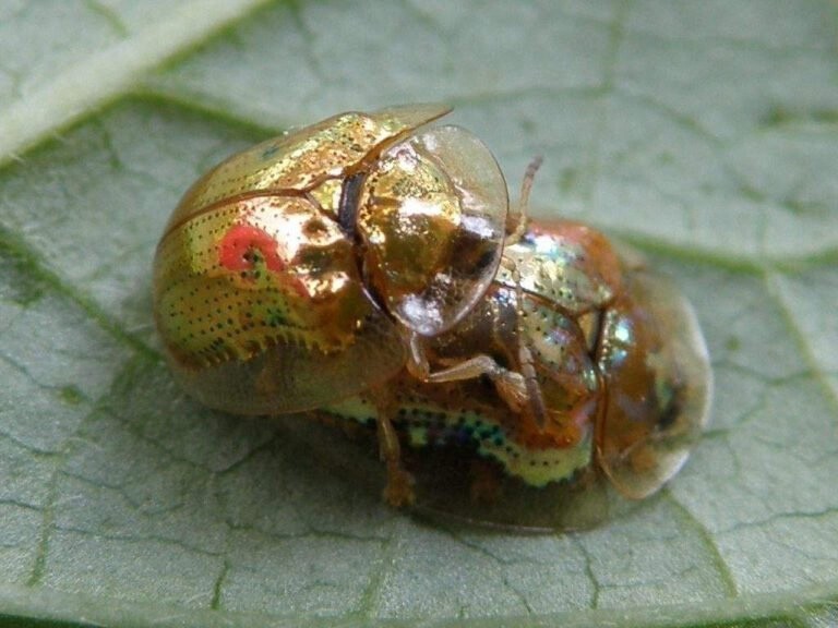 Золотой черепаховый жук: Жуёт листья психоделической лианы, строит щит из отходов и управляет своим