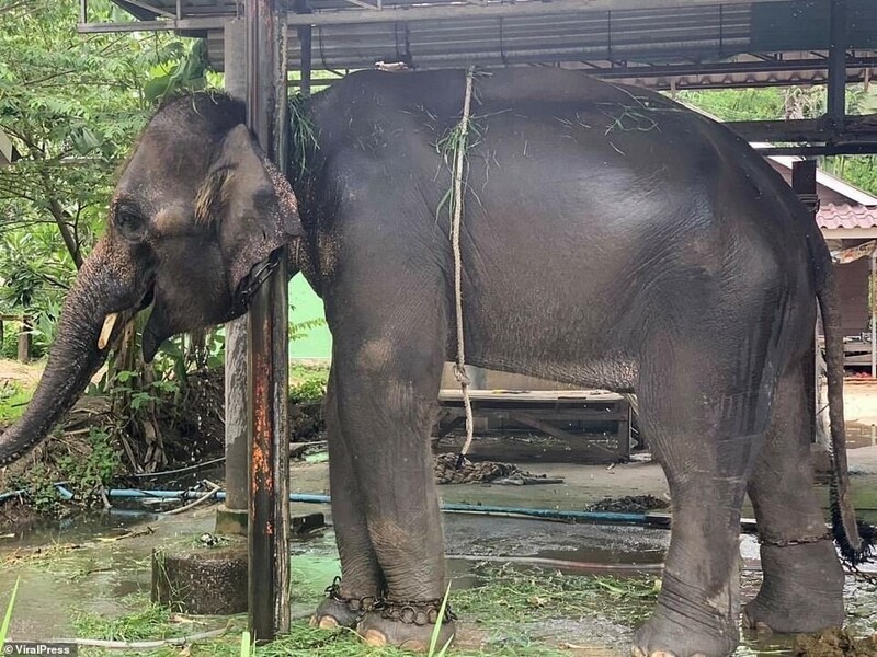 Туристов шокировало состояние слонов в тайских парках