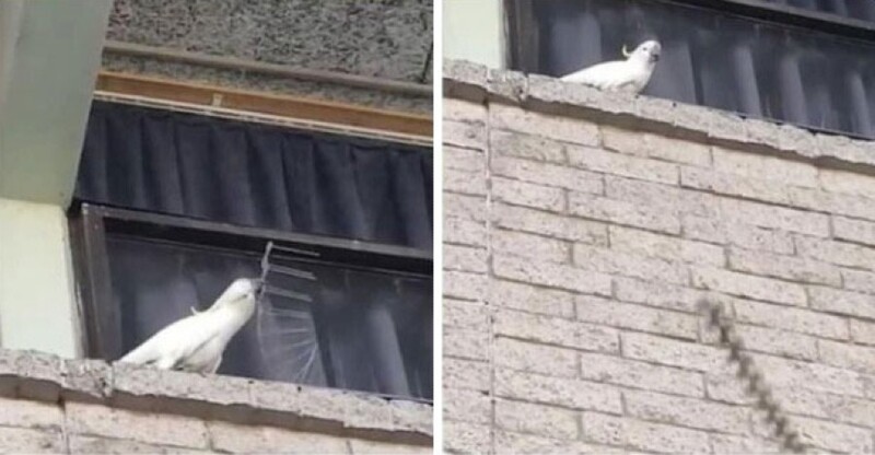 Попугай-протестант сорвал с окна защиту от птиц и сбросил ее вниз