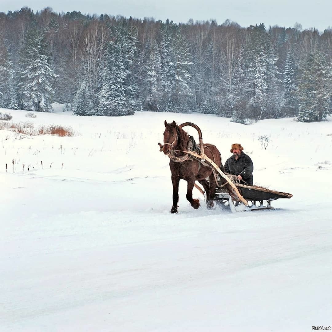 Лошадка плетется рысью