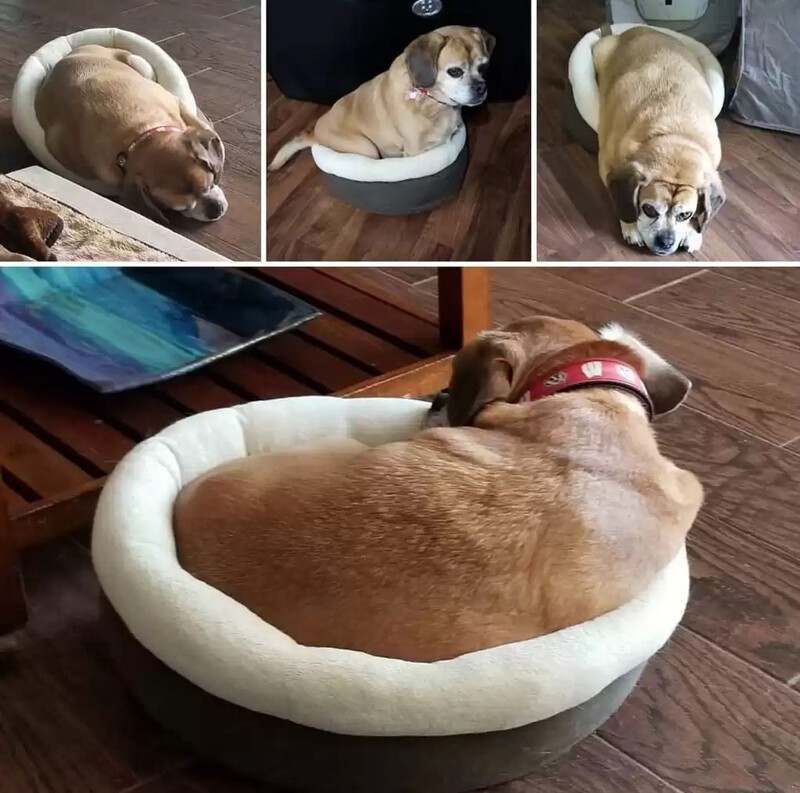 Фотографии собак до и после того, как они взяли себя в лапы и смогли похудеть