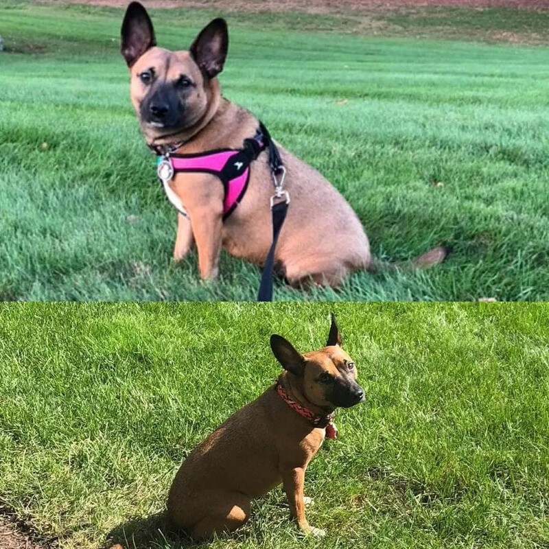 Фотографии собак до и после того, как они взяли себя в лапы и смогли похудеть