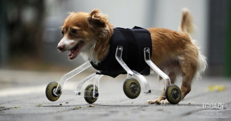 Доброта всегда рядом: 23 приспособления для собак-инвалидов