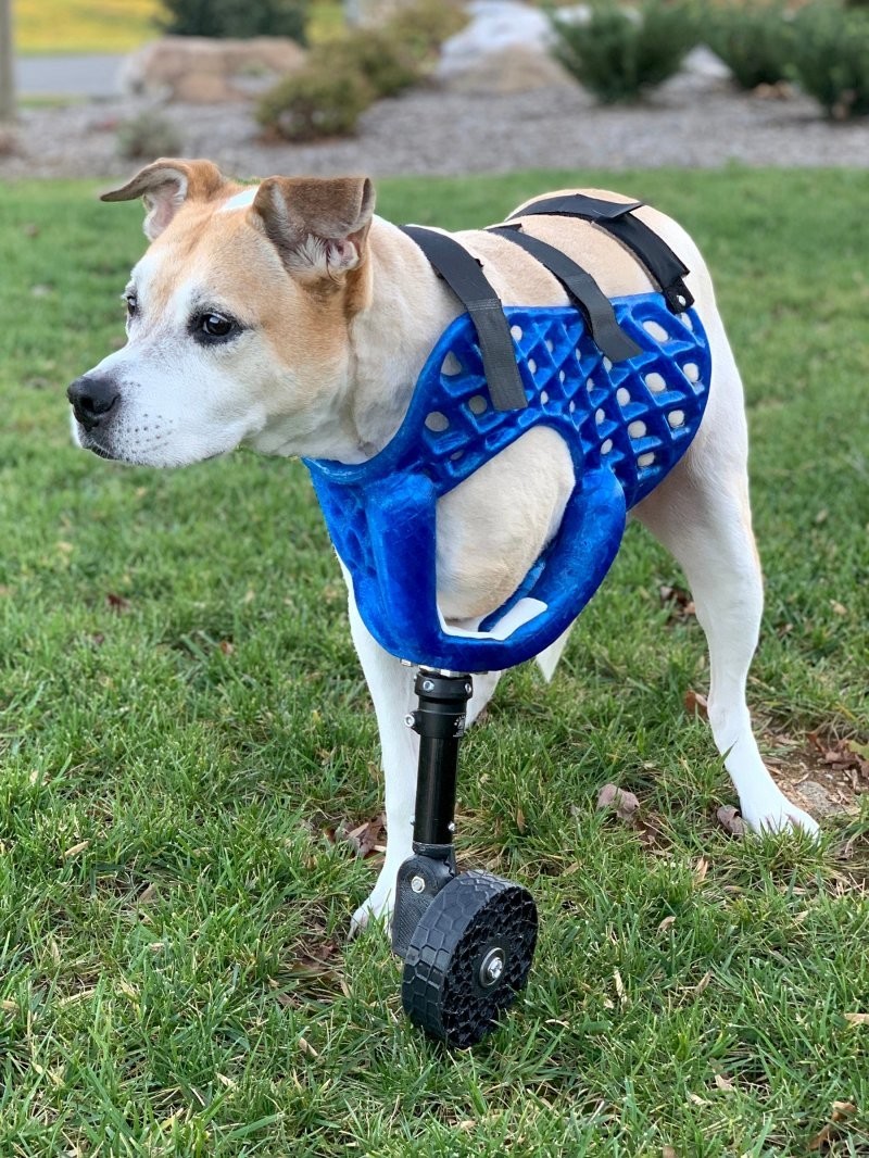 Доброта всегда рядом: 23 приспособления для собак-инвалидов