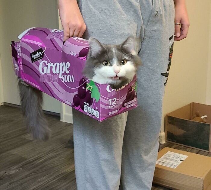 "Наш кот любит, когда его носят по дому в упаковке из-под газировки"