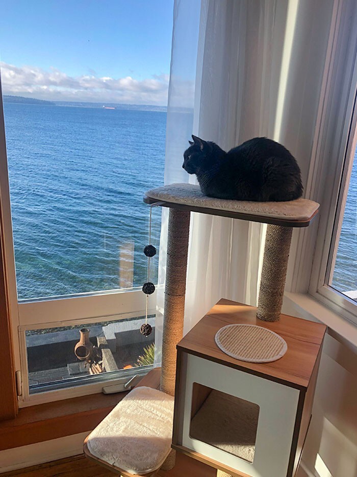"В предыдущей квартире у нас было мало окон, хотя наш кот обожает наблюдать из окна. Теперь мы переехали, и он постоянно наслаждается видами"