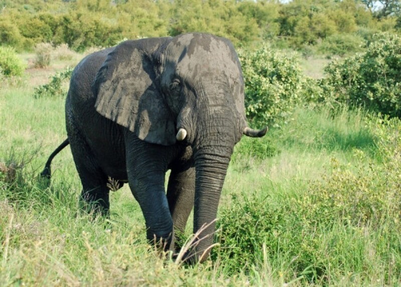 В Индии изгнанный стадом слон затоптал 16 жителей деревни