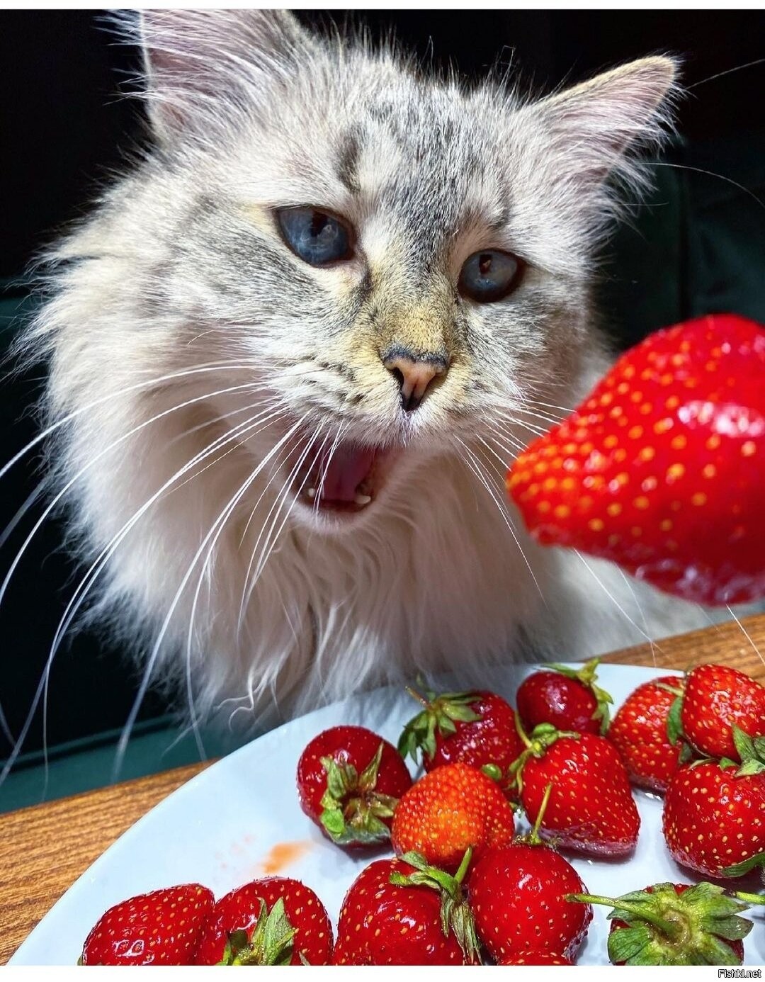 Кот ягода