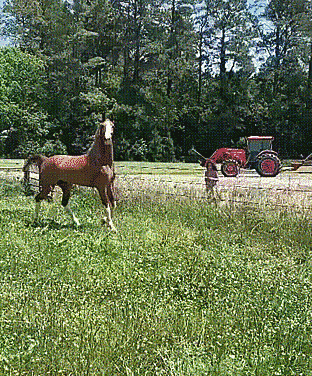 Гифки Гифки