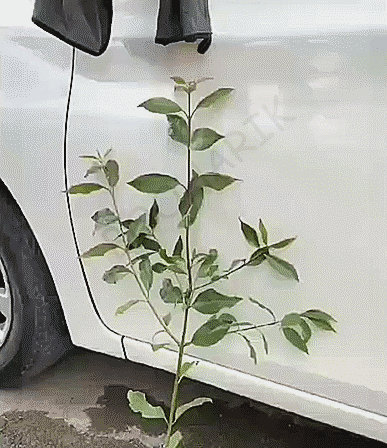 Гифки Гифки