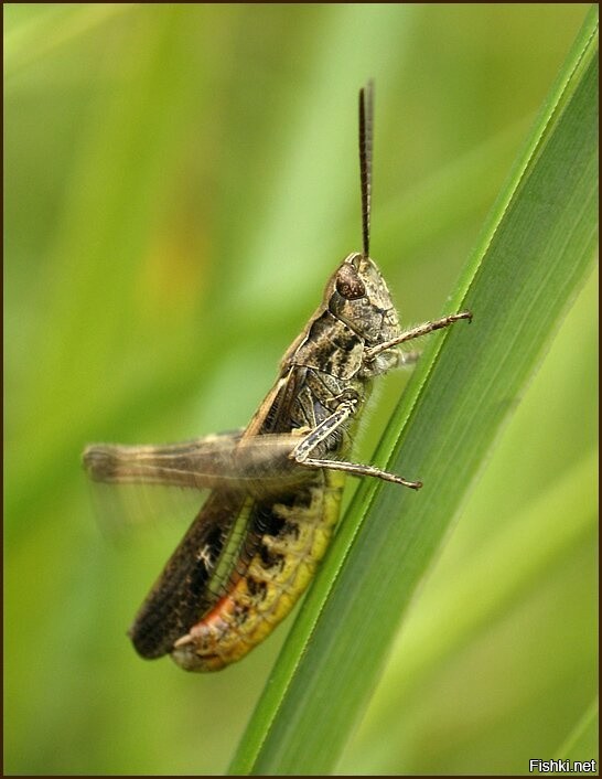 Кузнечик резеля. Чем стрекочет кузнечик ответ. Сверчки стрекочут. Кузнечик амбликорифа. Что за птица стрекочет как кузнечик в лазаревском.