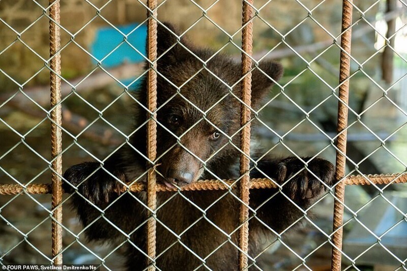 Украинские зоозащитники спасли семейство медведей