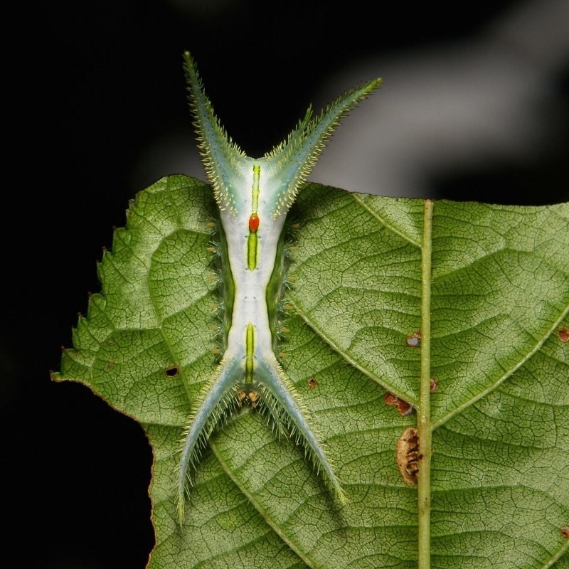 Slug Caterpillar (Cup Moth, Limacodidae) "Bindi"