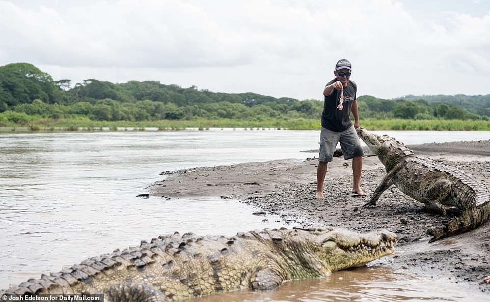 Бесстрашный гид кормит с рук диких крокодилов на радость туристам