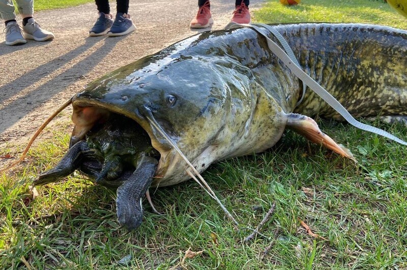 Невероятные кадры: 40-килограммовый сом проглотил черепаху