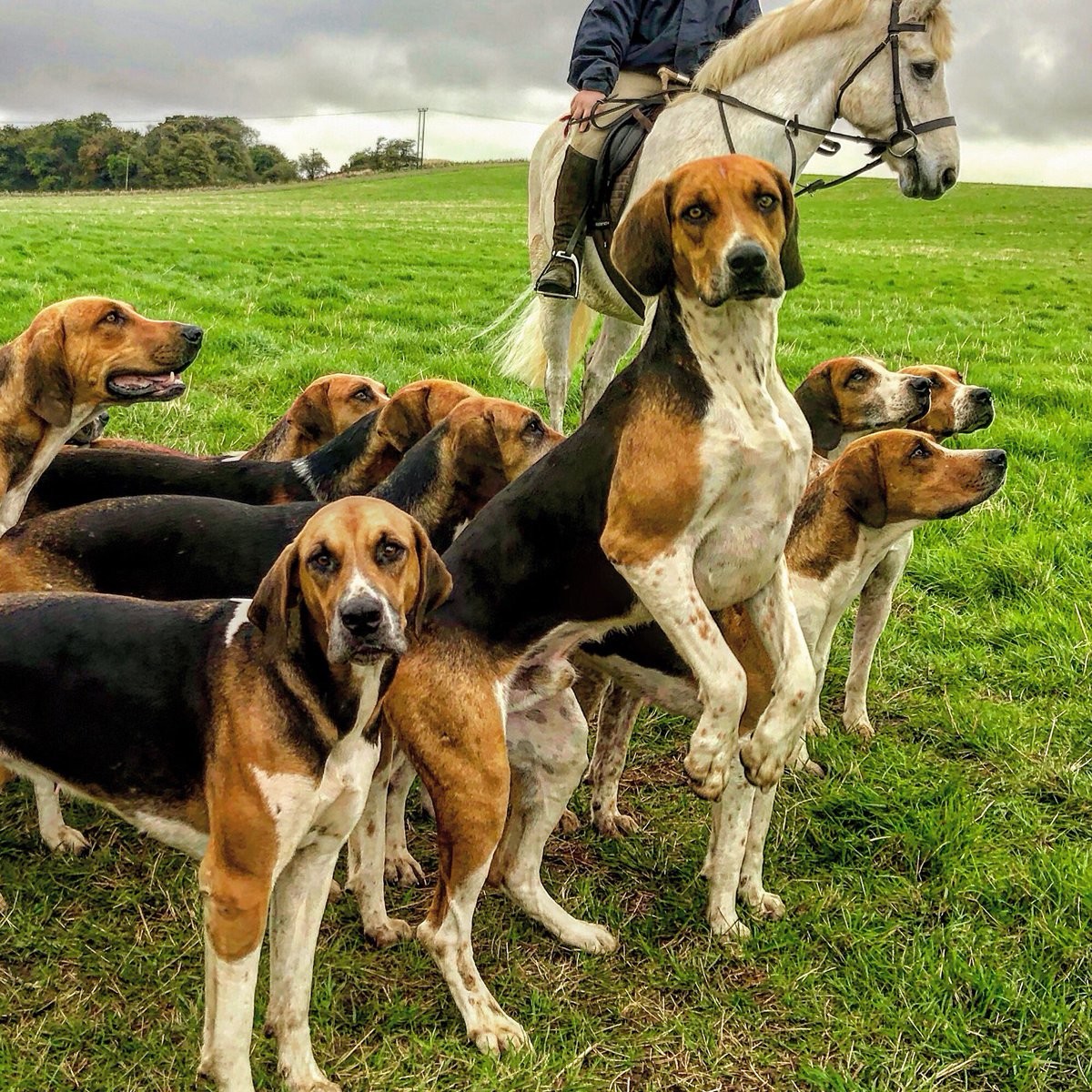Разновидности охотничьих собак с фото и названием