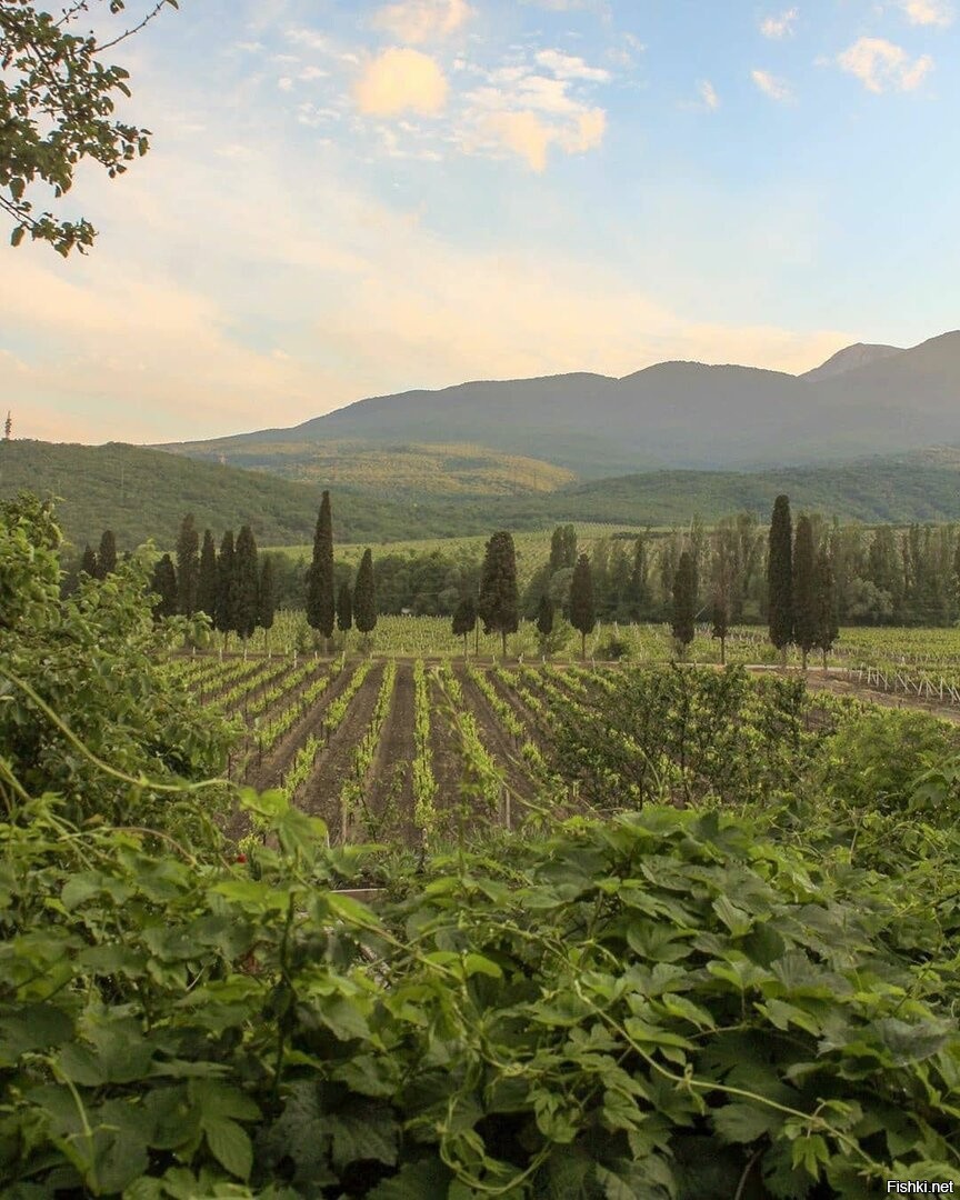 Виноградники Алуштинской Долины