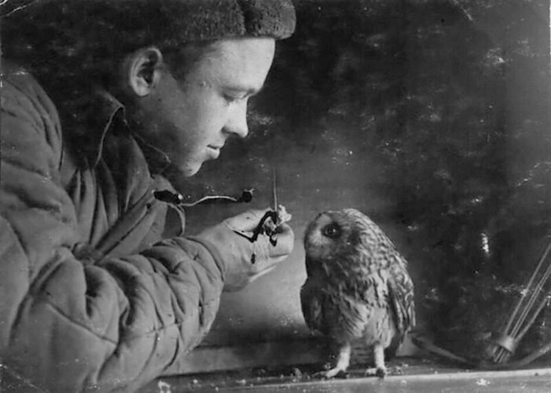 Советский солдат кормит сову, 1941 год