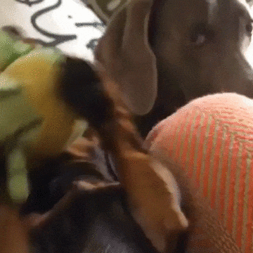 Просто гифки, всякие и разные