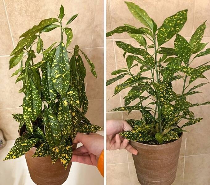 2. Домашнее растение до и после полива
