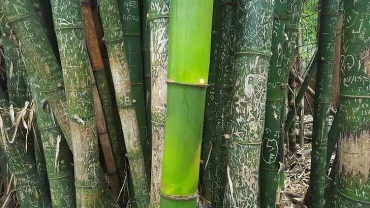 6. Стебель бамбука, выросший во время пандемии - в отсутствие туристов