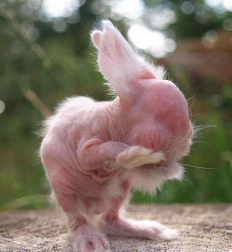 25 фото из жизни  милейших кроликов,  которых вам захочется срочно тиснуть