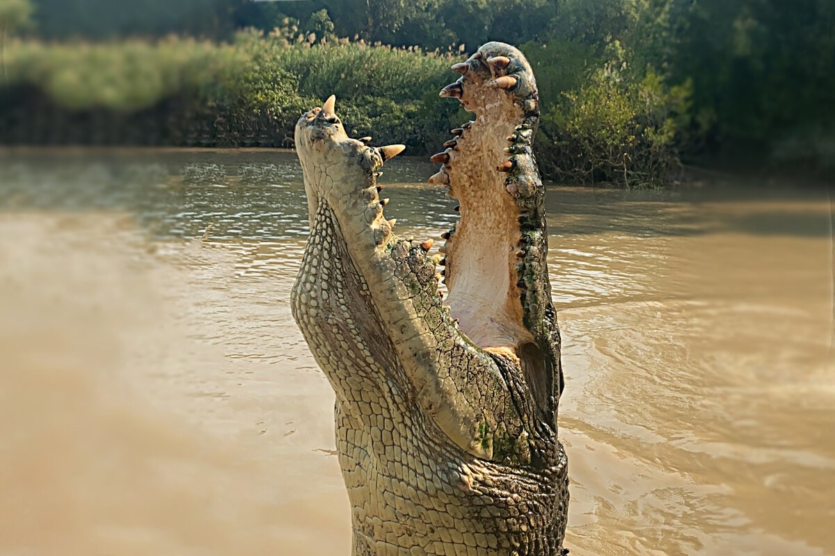 Чем крокодил отличается от аллигатора? 